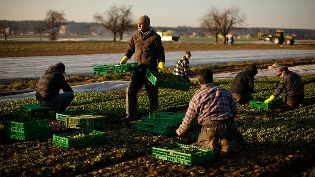 LES ENFANTS DES TRAVAILLEURS AGRICOLES PÉNALISÉS